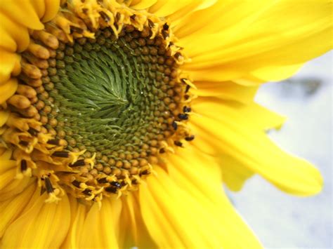 Yellow And Green Sunflower Hd Wallpaper Wallpaper Flare