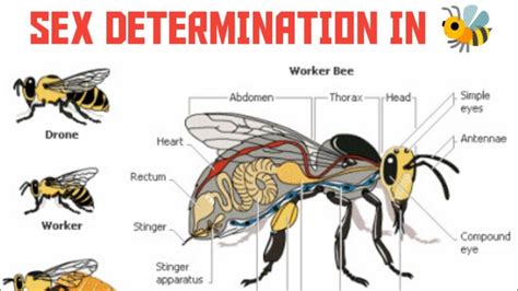 Sex Determination In Honey Bee Ncert Explore Biology Neet2024 Youtube