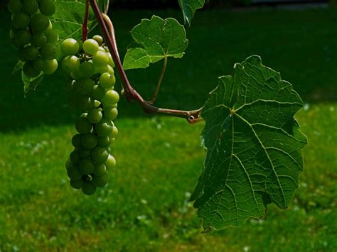 Images Gratuites Arbre Grain De Raisin Fruit Feuille Fleur