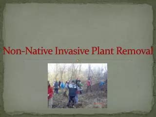 PPT Non Native Invasive Plant Species Of The Chequamegon Nicolet