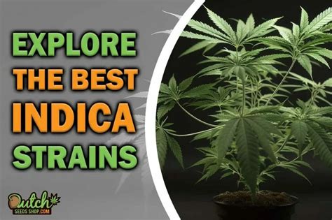 Explore The Best Indica Strains Dutch Seeds Shop