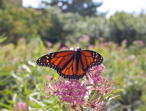 Monarch Waystations How To Build One In Your Garden