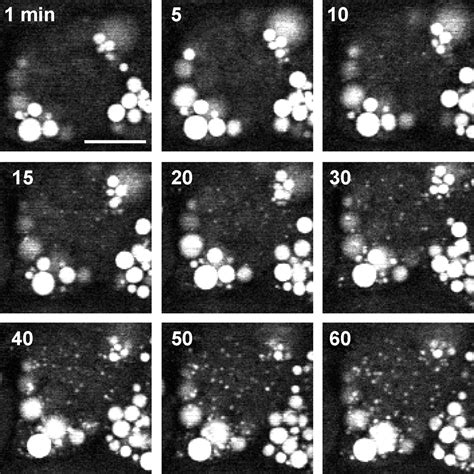 Cgi 58 Facilitates Lipolysis On Lipid Droplets But Is Not Involved In