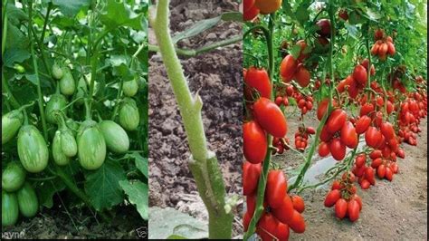 Tomato Grafting On Eggplant ( agri cambo ) - YouTube