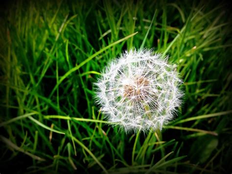 Breck's Blog Posts – Tagged "WEED CONTROL"– Brecks