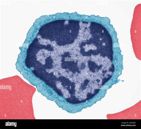 Lymphocyte White Blood Cell Coloured Transmission Electron Micrograph