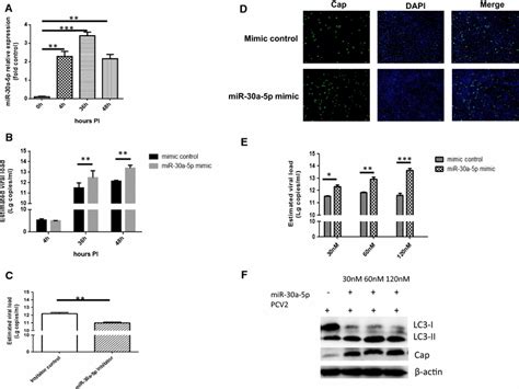 Mir 30a 5p Promotes Pcv2 Replication And Autophagy In 3d421 Cells In A