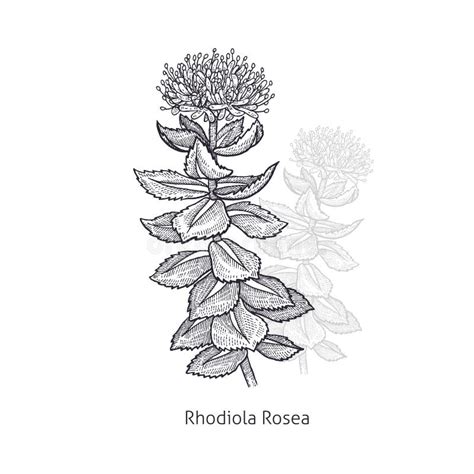 Rhodiola Rosea Or Golden Root Rose Root Roseroot Medical Herb Plant