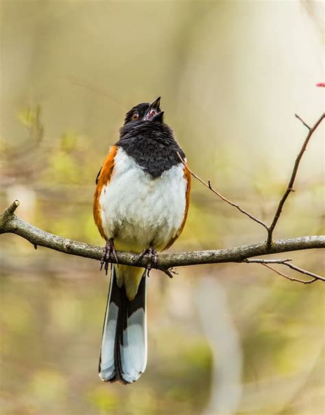 NatureShots by Terri & David Norris: Cedar Bog Birds