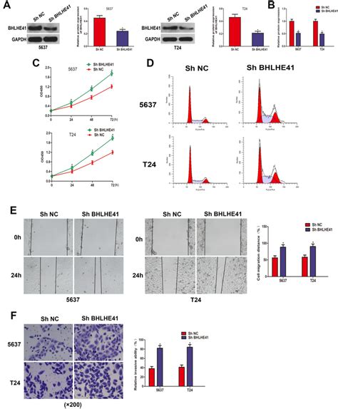 Bhlhe Deficiency Promoted Cell Proliferation Accelerated Cell Cycle