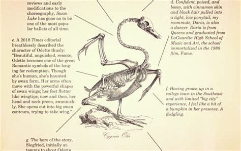 Anatomy of a Swan - Atticus Review