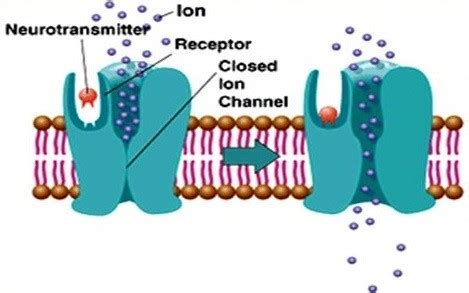 Glutamatergic Synapse Pathway - Creative Diagnostics