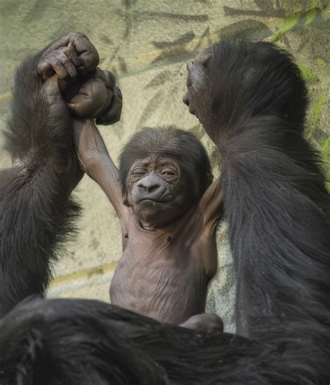 Critically endangered gorilla born at London Zoo | London Zoo