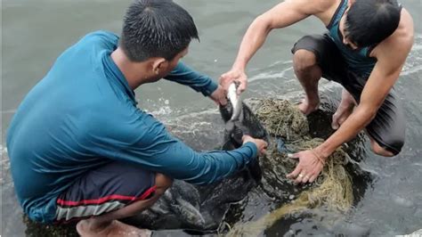 মনোসেক্স তেলাপিয়া কবে কোথা থেকে কী করে বাংলাদেশে এসে জনপ্রিয় হয়ে