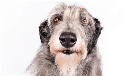 Scottish Deerhound - Alchetron, The Free Social Encyclopedia