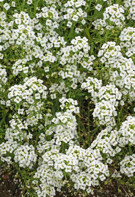 Dwarf White Sweet Alyssum Lobularia Maritima Applewood Seed Co