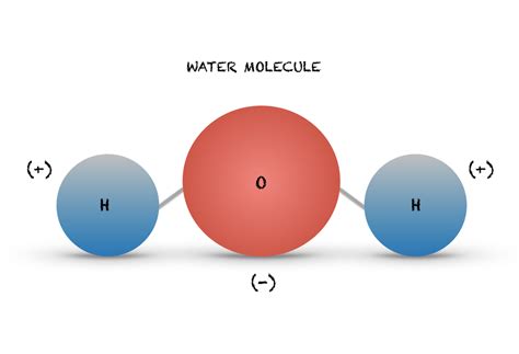 Water Molecule Diagram Labeled