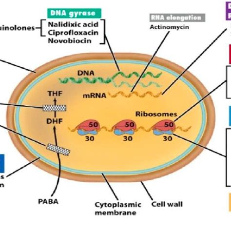 Action Mechanisms For Antimicrobial Agents Adapted From 10