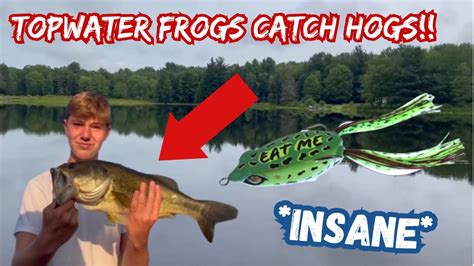 TOPWATER FROGS CATCH HOGS Bass Fishing In New York Redneck Nation