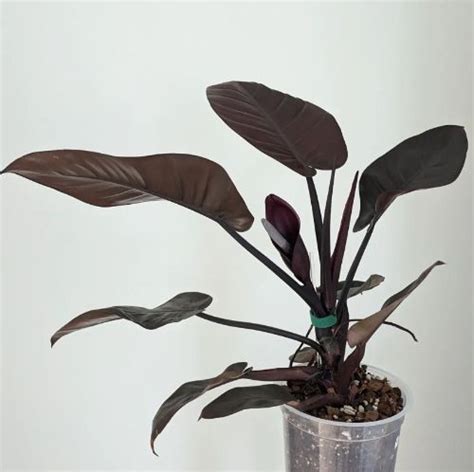 Philodendron Black Cardinal Care And Grow The Ultimate Guide