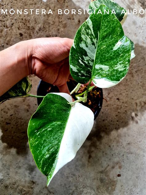Monstera Borsigiana Variegated Albo Tissue Culture 100% Var.