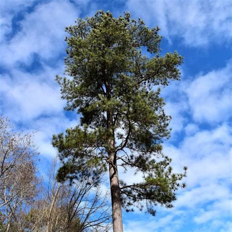 Loblolly Pine Facts Garden Center Point