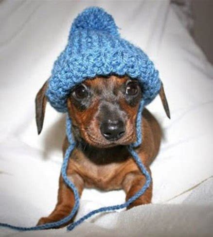 Funny Dog Pictures » Funny Dogs In Stylish Hats