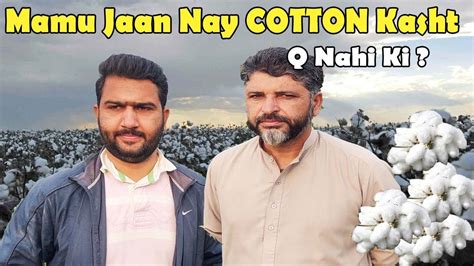 Hybrid Cotton Cultivation In Pakistan Kapas Ki Kasht Mama Bhanja