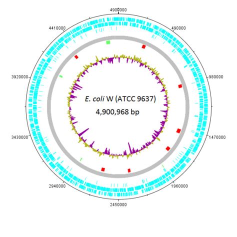 Circular Map Of The E Coli W Chromosome The Outer Circle Shows Download Scientific Diagram