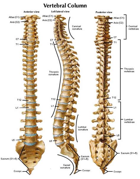 C Spine