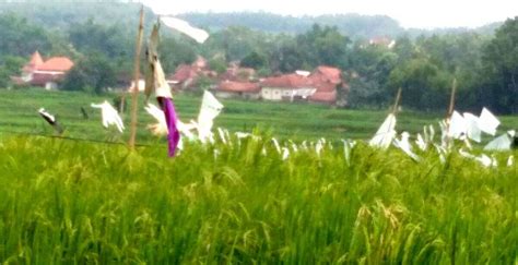 Serangan Hama Burung Pipit Resahkan Para Petani Infodesaku