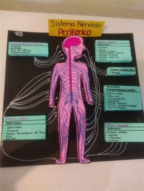 Sistema nervioso periférico Sistema nervioso periférico Sistema