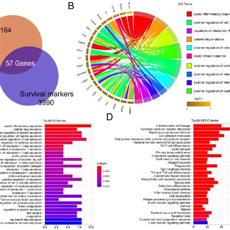 Go And Kegg Analyses For Immune Degs Of Prognostic Value A Venn