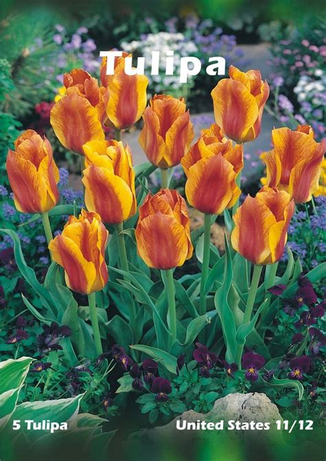 Tulipan Odm United States Tulipa Sp Kupuj W OBI