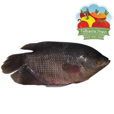 Jual Ikan Gurame Segar Ekor Shopee Indonesia