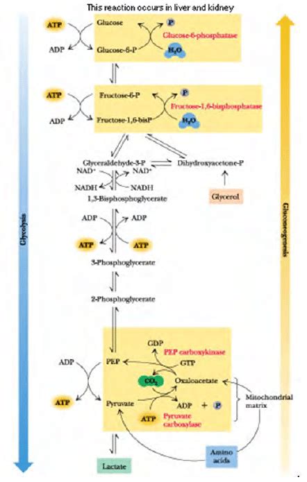 Glycolysis And Gluconeogenesis Comparison