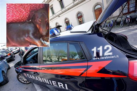 Getta Il Cane Dall Auto In Corsa Troviamo Quel Delinquente