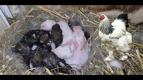 Tav An Yavrular Adet Var Kesin Tavuklarda Yumurta Ver M Arttirma