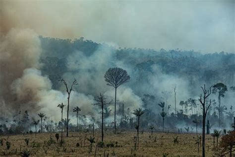 Incendios En Amazonia Un Desastre Mundial Greenpeace La Fm