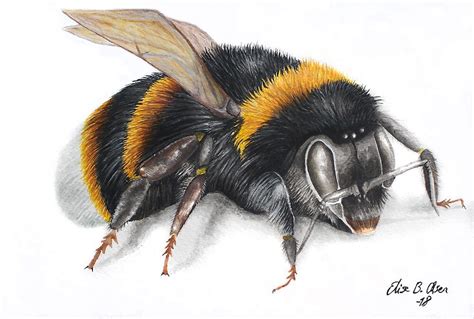 Bumble Bee Ink Drawing By Elisesartshop Redbubble