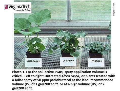 Plant Growth Retardants In Nursery A Complete Guide