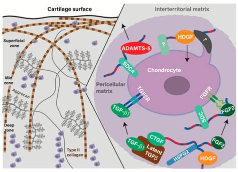 The Extracellular Matrix Of Articular Cartilage Controls The