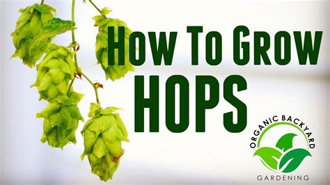 How to Grow Hops in Containers at Home