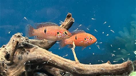 Red Lifalili Jewel Hemichromis Lifalili Fishroom Cichlid