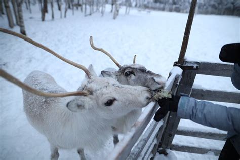 Local Reindeer Farm Visit Short Sledge Ride