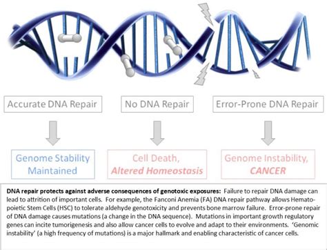 Environmental Exposures Genomic Instability And Cancer Curriculum In