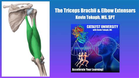 Triceps Brachii and Elbow Extensors | Origin, Insertion, Action, & More - YouTube