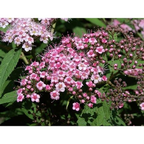 Cottage Gardens 1 Gal Little Princess Spirea Shrub 13spi1lpr The