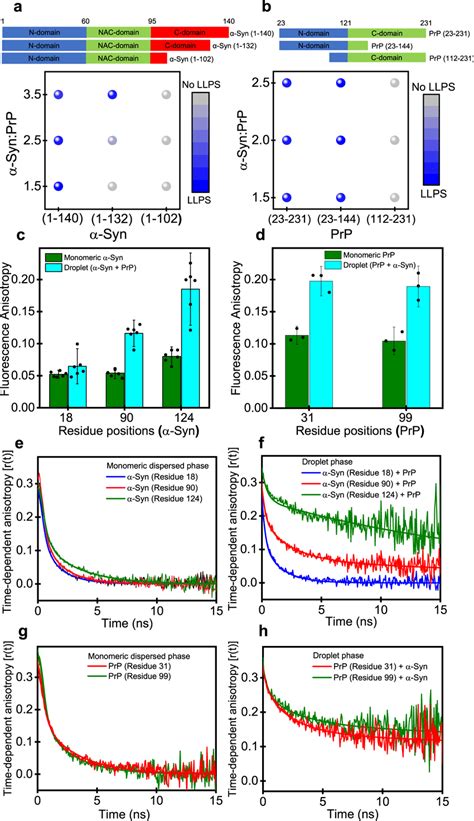 Domain Specific Heterotypic Interactions And The Presence Of