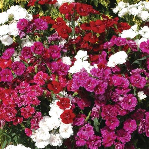 Dianthus Dynasty Mixture